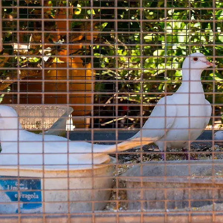 Relax Due Tatil Evi *